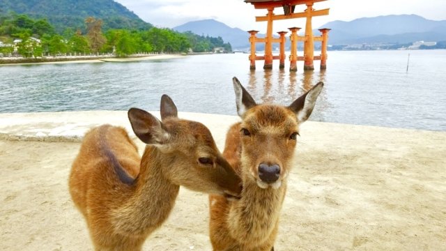 厳島神社の鹿